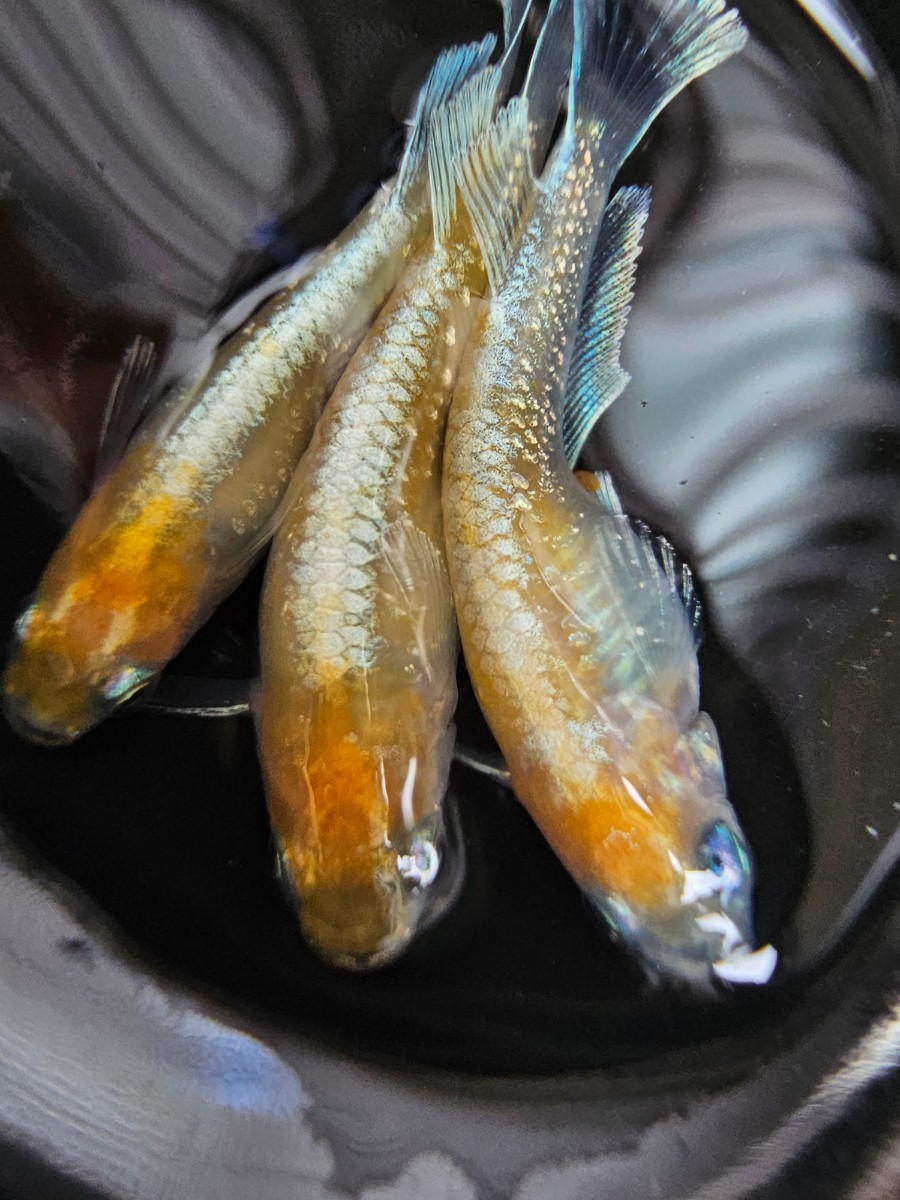 レッドクリフ紅白 稚魚30匹 紀州メダカ