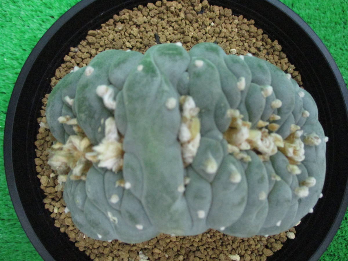 ロフォフォラ Lophophora 銀冠玉 銀冠玉綴化の普通の戻りと良い戻り