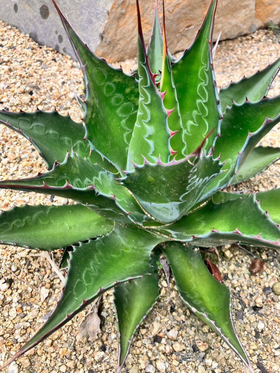 アガベ モンタナ 大株 50cm以上