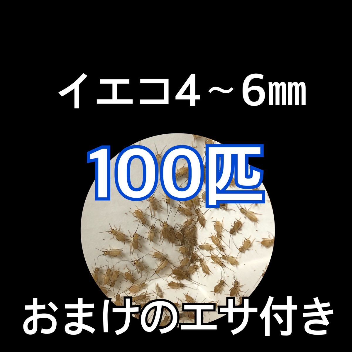 【送料無料】餌用ヨーロッパイエコオロギ100匹4~6㎜_1