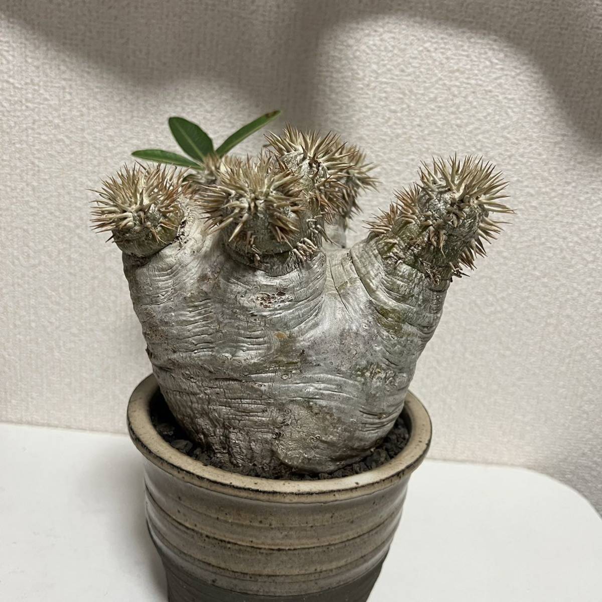 パキポディウム・エブレネウム 発根済みパキポディウム エブレネウム