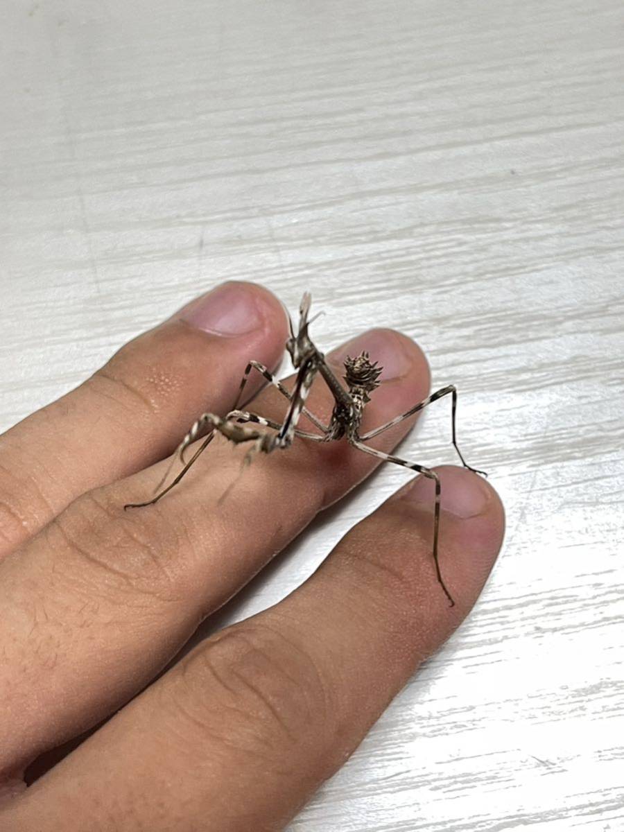 エンプーサペンナータ　クシヒゲカマキリ　ペア 立体標本　ジャンク Enpusa pennata エンプーサペンナータ カマキリ 亜終齢幼虫 ペア(虫類
