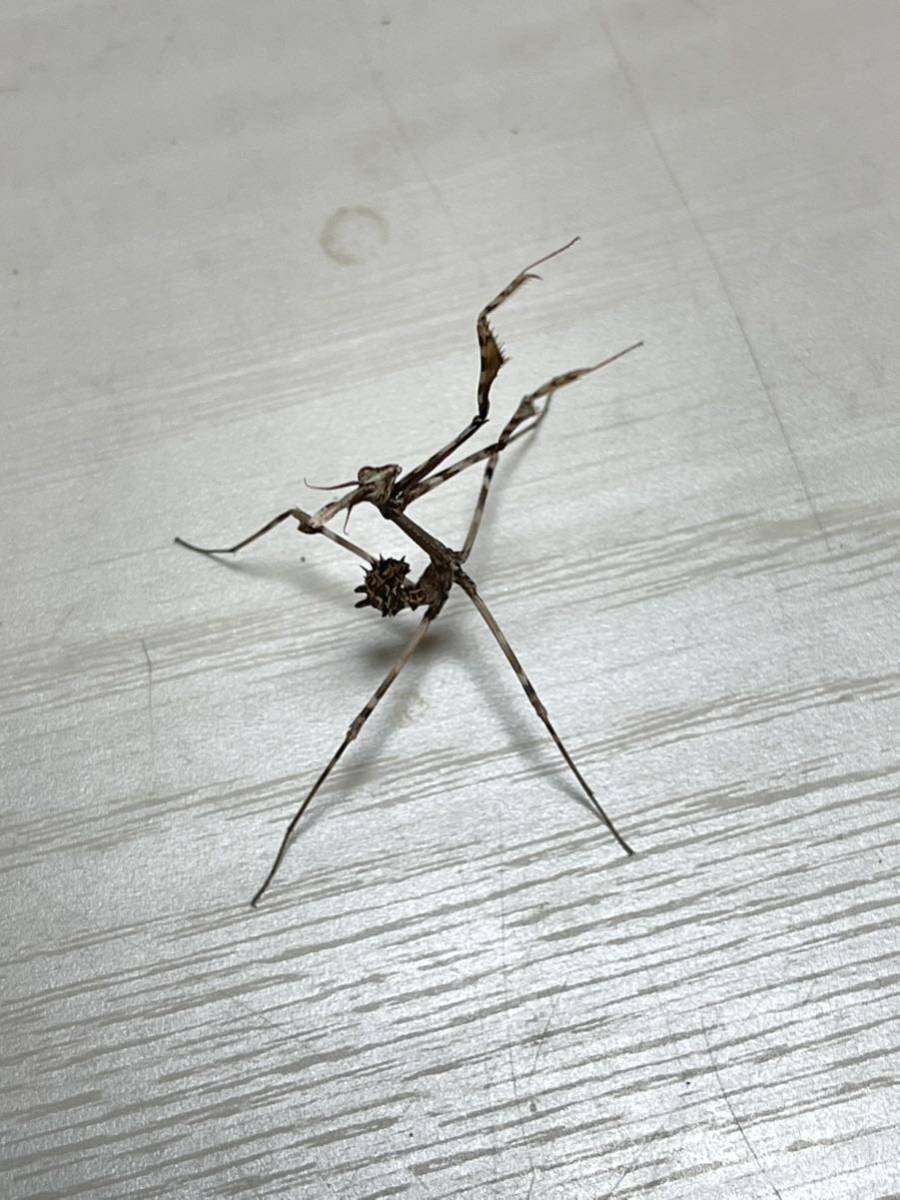 エンプーサペンナータ　クシヒゲカマキリ　ペア 立体標本　ジャンク Enpusa pennata エンプーサペンナータ カマキリ 亜終齢幼虫 ペア(虫類