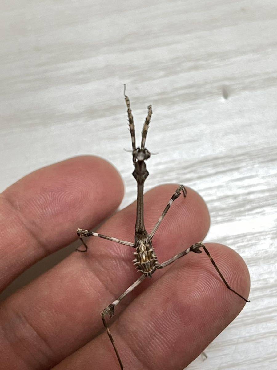 Enpusa pennata エンプーサペンナータ カマキリ 亜終齢幼虫 ペア(虫類