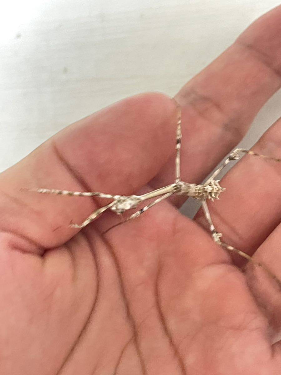 Enpusa pennata エンプーサペンナータ カマキリ 亜終齢幼虫 ペア(虫類