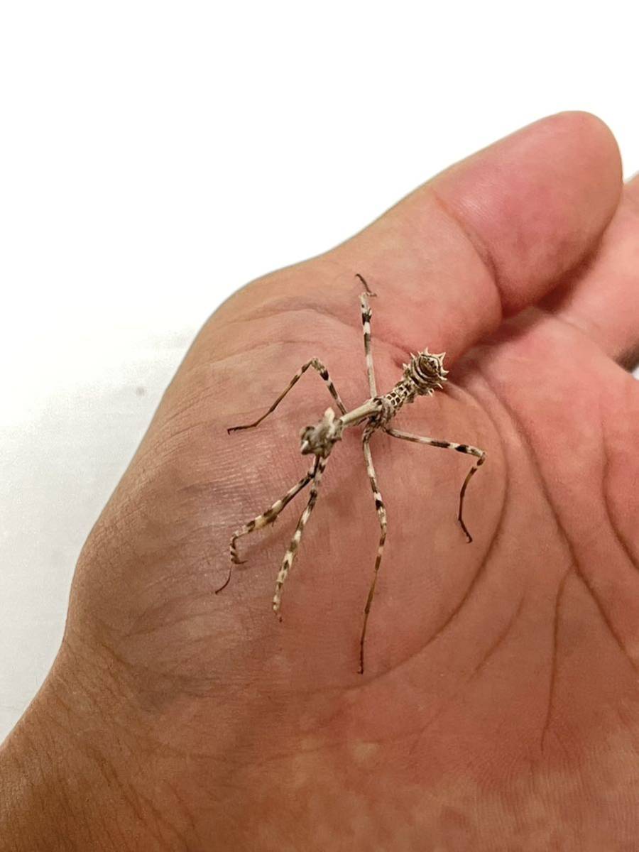 Enpusa pennata エンプーサペンナータ カマキリ 亜終齢幼虫 ペア(虫類