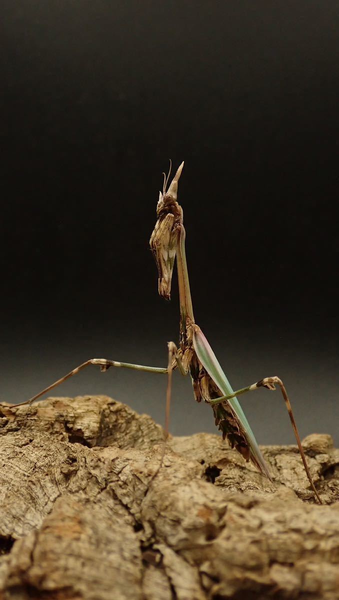 Enpusa pennata エンプーサペンナータ カマキリ 亜終齢幼虫 ペア(虫類
