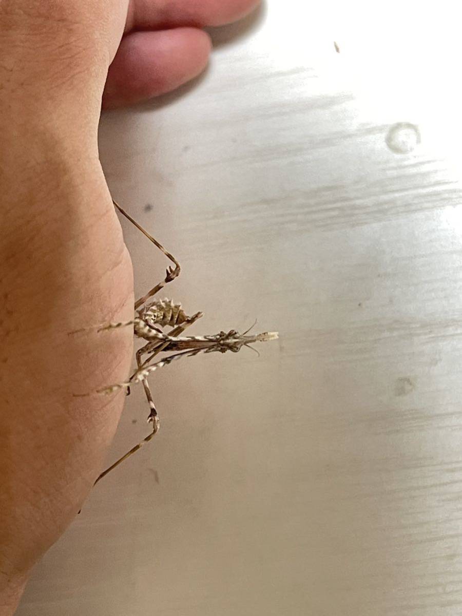 Enpusa pennata エンプーサペンナータ カマキリ 亜終齢幼虫 ペア(虫類