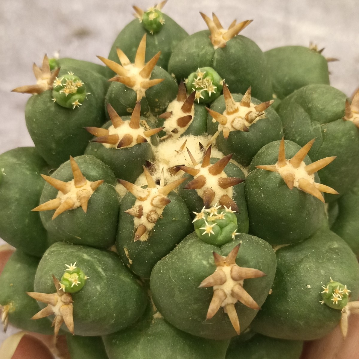 Coryphantha コリ コリ ファンタ コリファンタ 象牙丸錦 Coryphantha