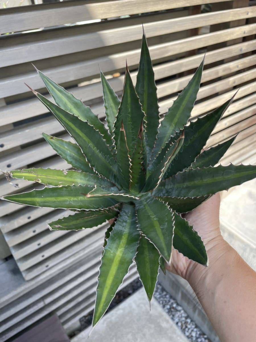 Agave univittata lophantha アガベ ユニビッタータ Agave univittata lophantha アガベ ユニビッタータ