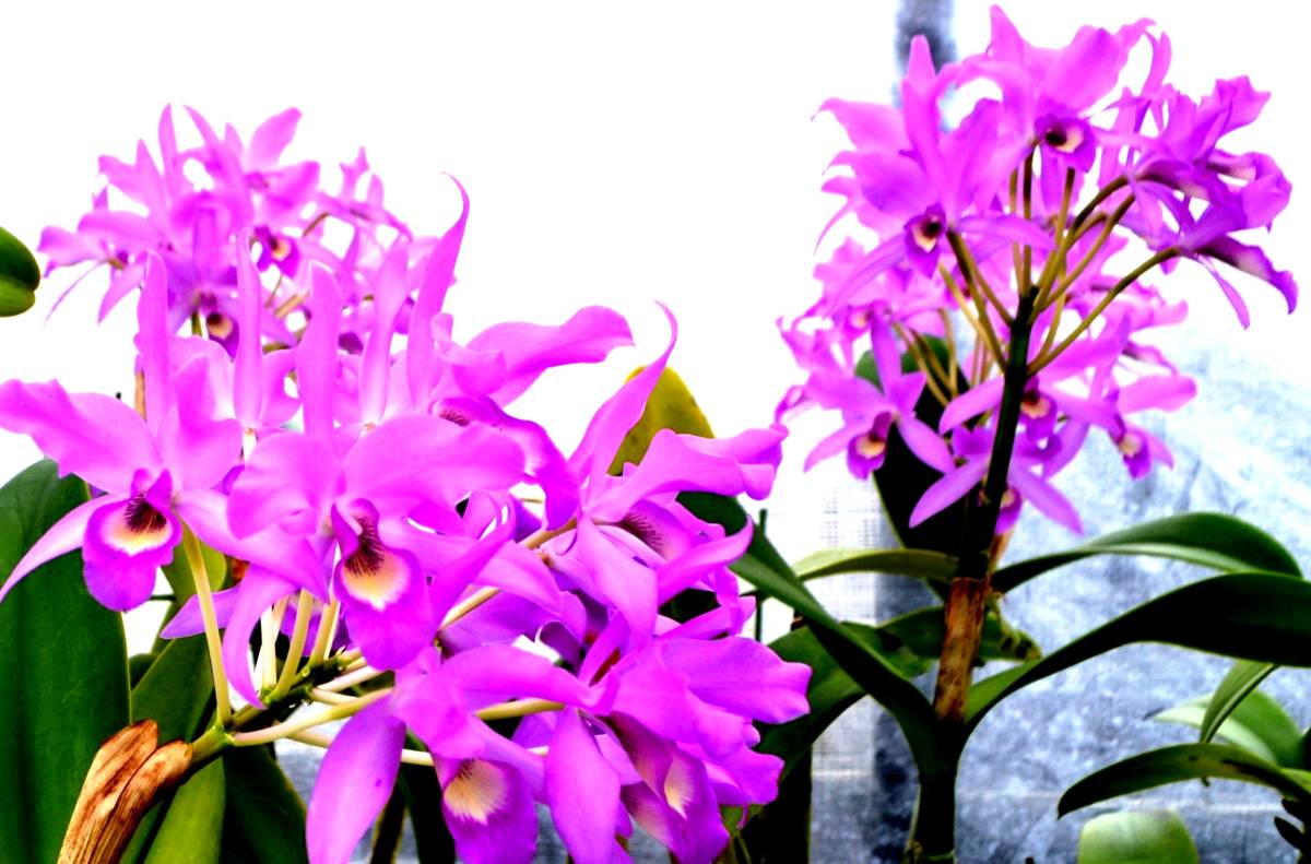 原種 洋蘭 洋蘭原種 warnerii f， coerulea OG Cattleya warneri var C 