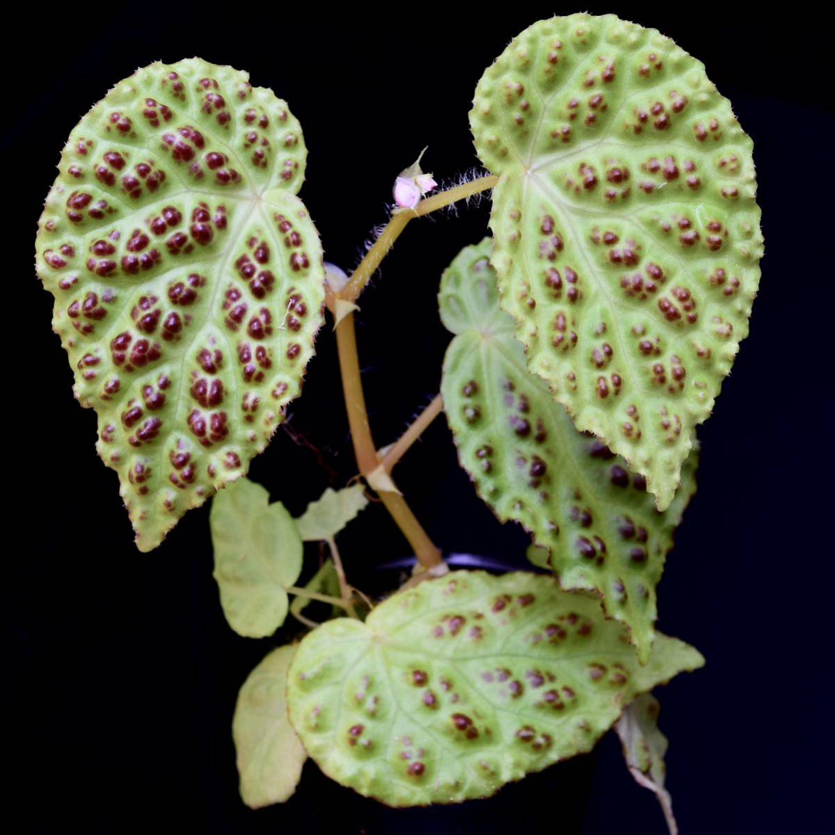 Begonia dracopelta ベゴニア ドラコペルタ 原種ベゴニア 熱帯植物の