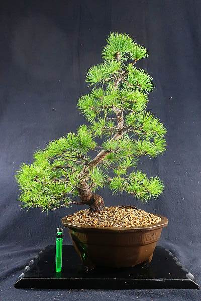 五葉松　[模様木]　大品盆栽 五葉松 [模様木] 大品盆栽 五葉松 [双幹模様木] 大品盆栽 五葉松 盆栽