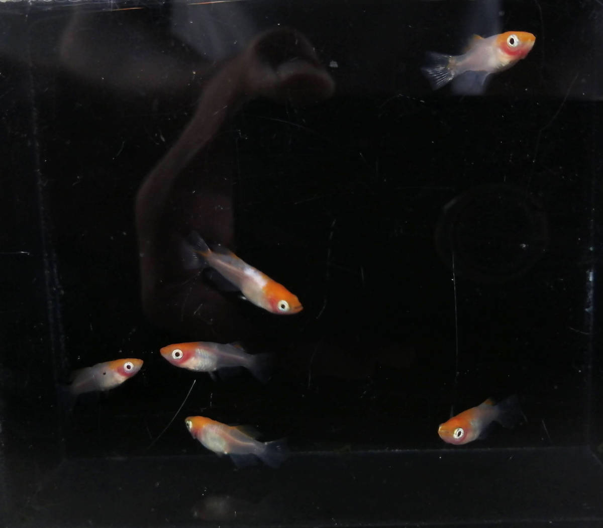 水華めだか】かぐや姫 若魚3ペア ブドウ目 アルビノメダカ 光体形
