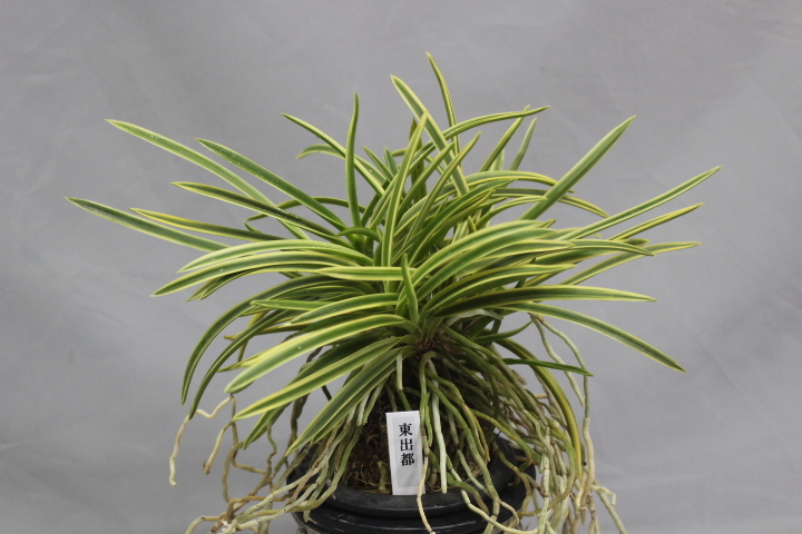 東出都（株立）　　　富貴蘭　フウラン　長生蘭　山野草　東洋蘭　山野草