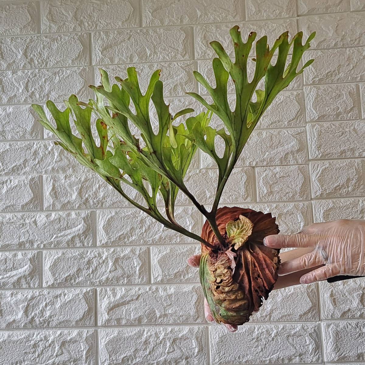 ☆1円スタート☆114L ビカクシダ 植物（大株）☆Platycerium ridleyi
