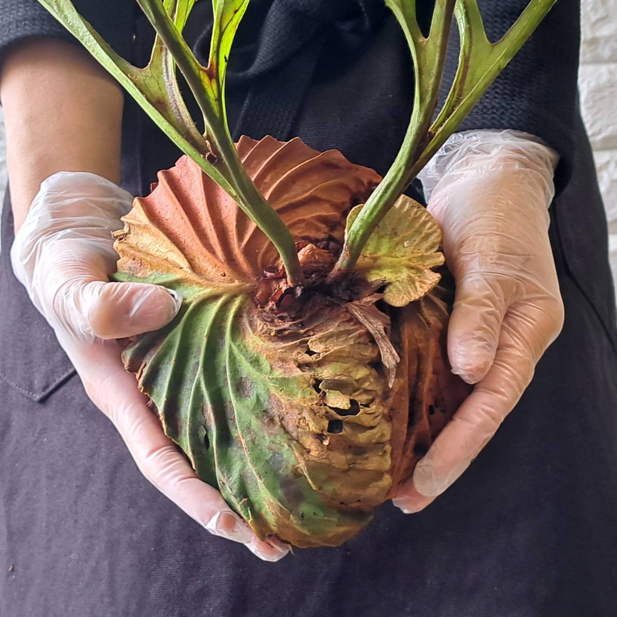 ☆1円スタート☆114L ビカクシダ 植物（大株）☆Platycerium ridleyi