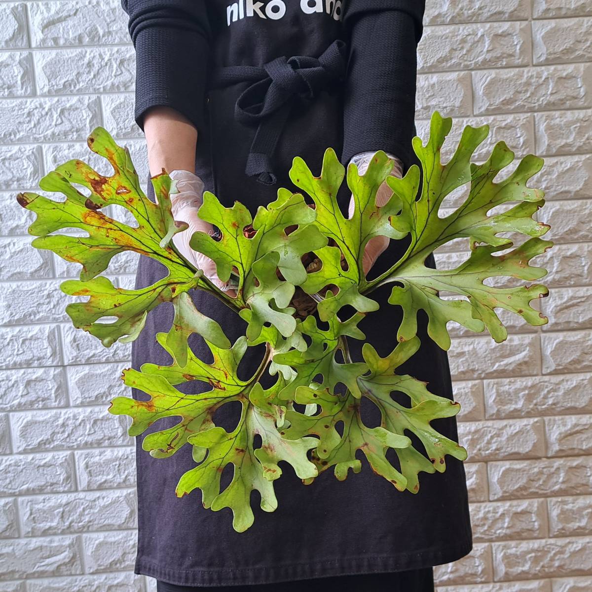 ☆1円スタート☆114L ビカクシダ 植物（大株）☆Platycerium ridleyi