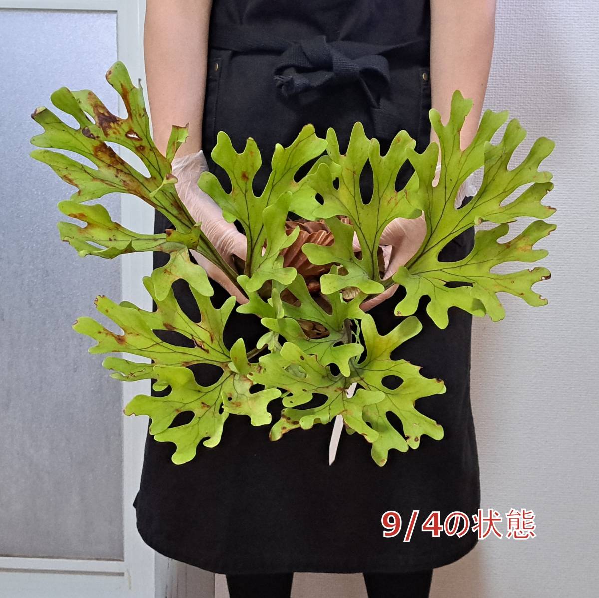 ☆1円スタート☆114L ビカクシダ 植物（大株）☆Platycerium ridleyi