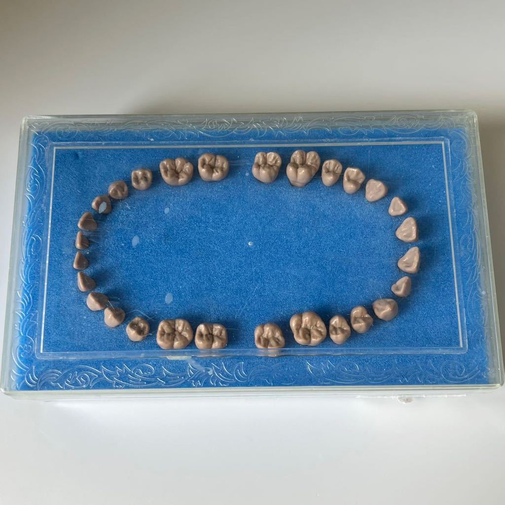 歯科 歯科技工 ニッシン 複製根模型歯 28歯 