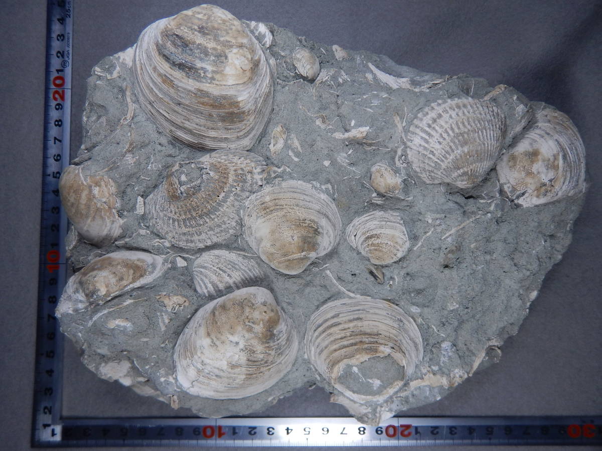 日本産 竜の口層 新生代貝化石エゾワスレガイとタツノクチサルボウ群集B　