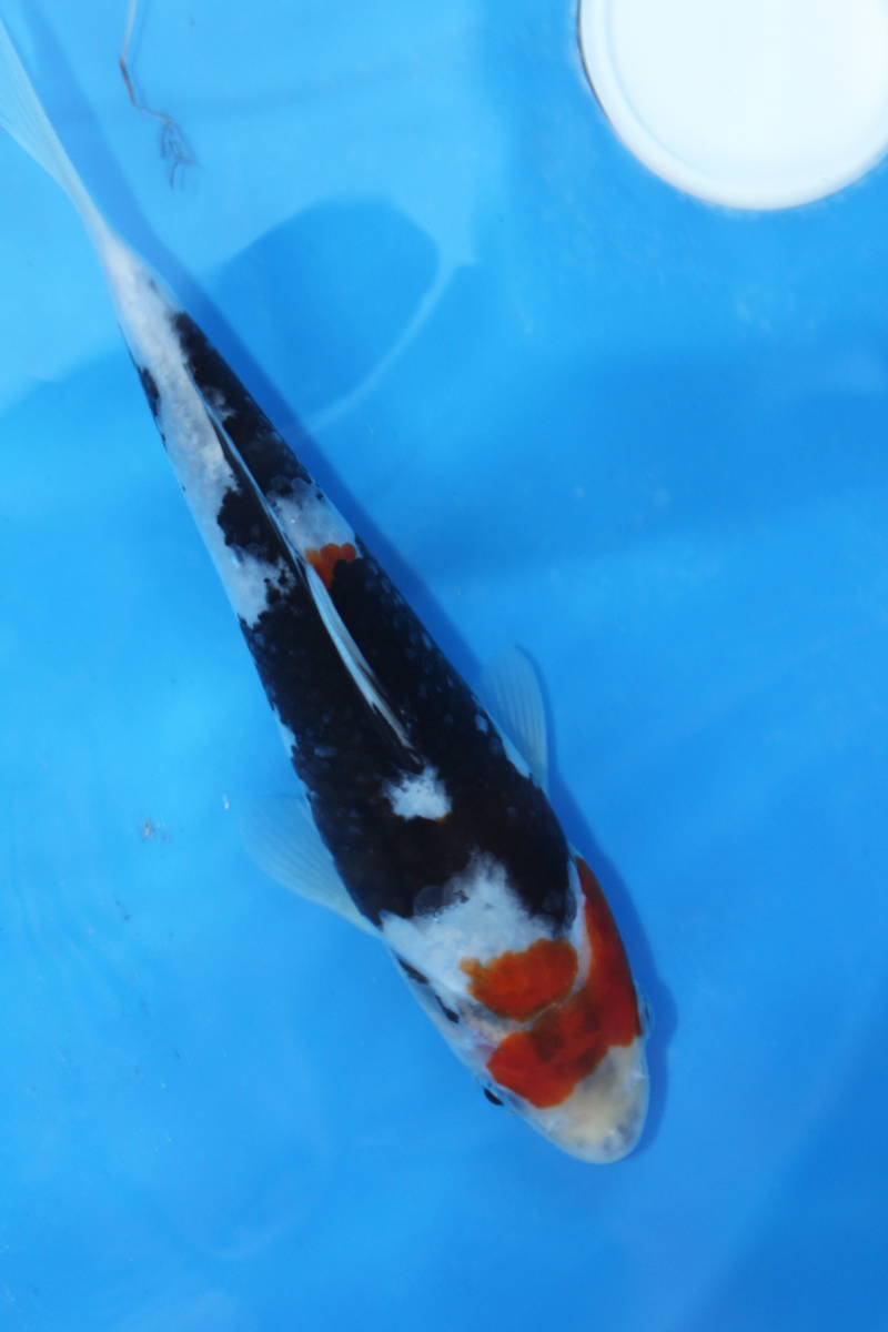 ★特選★令和４年産 大日系の豪快な墨模様の昭和２０ｃｍ程度メス