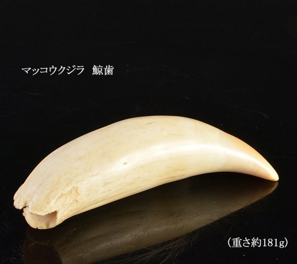 マッコウクジラ 鯨歯 重さ約181g VCDW 科学、自然 アンティーク