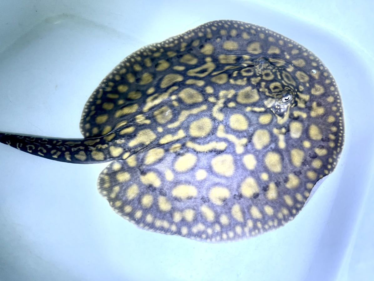 淡水エイ 016淡水エイ／ブラックダイヤモンドポルカHB約16㌢ 大型魚 ダイヤモンドポルカ