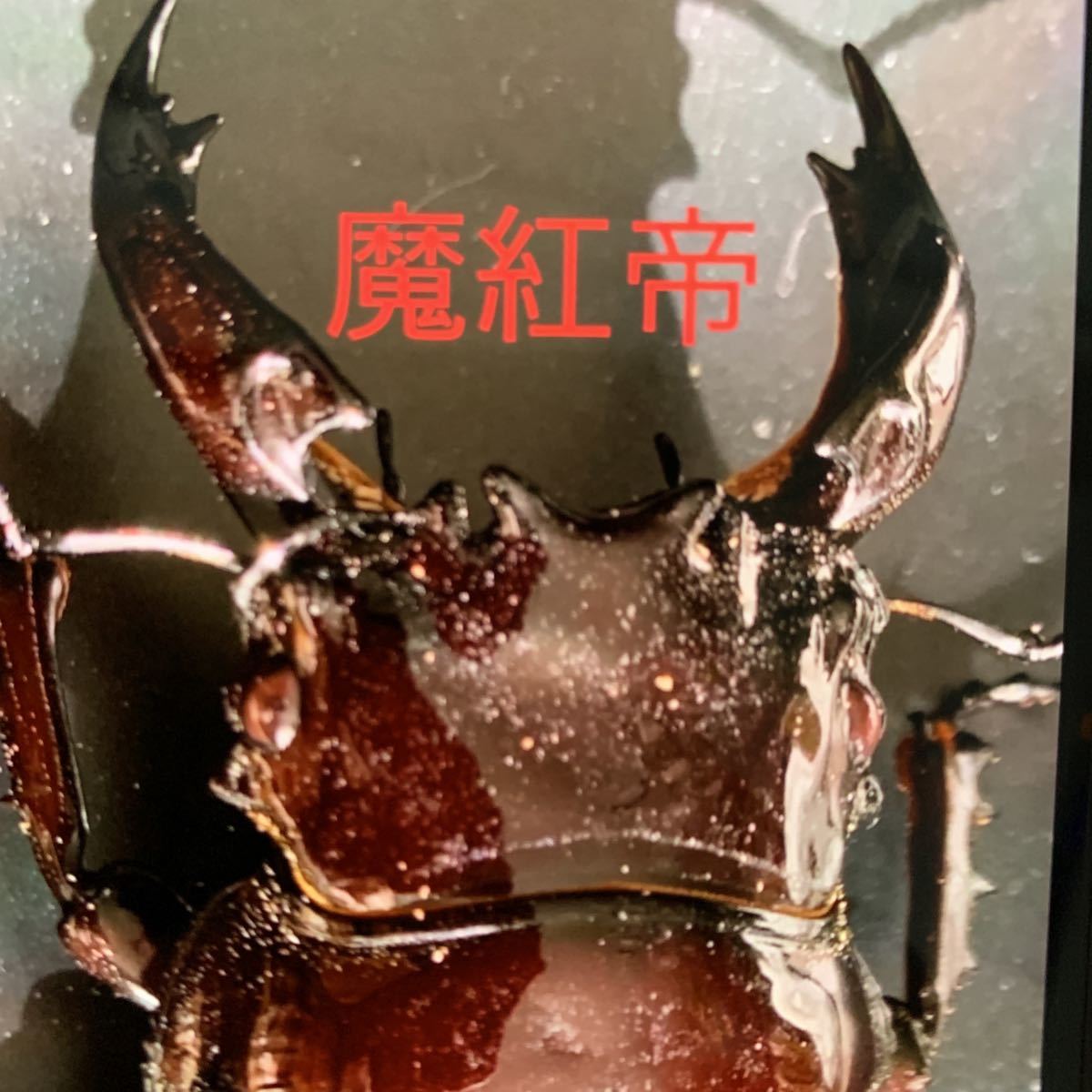 赤レギウス　紅帝血統　魔紅帝　幼虫4頭