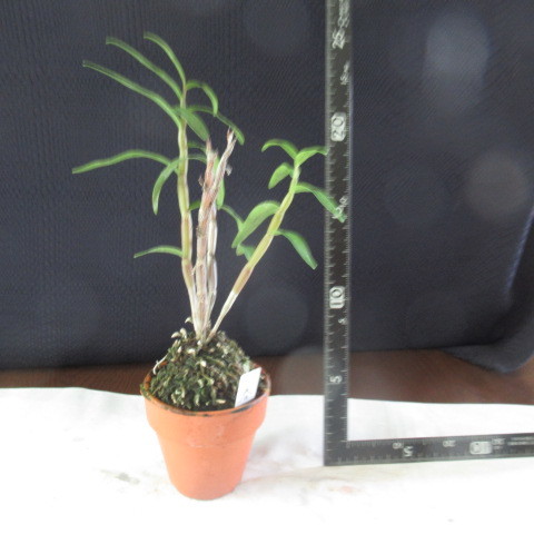 長生蘭　セッコク　　★　春の山（濃緑）　★　　　８本株