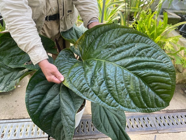  ＫＮ １円 アンスリューム &lsquo;シリー&lsquo; ラディカンスｘドレッスレリー ANTHURIUM hybrid `SIRIH` 0.8Ｍ以下(観葉植物)｜売買されたオークション情報、yahooの商品情報をアーカイブ公開 - オーク その他