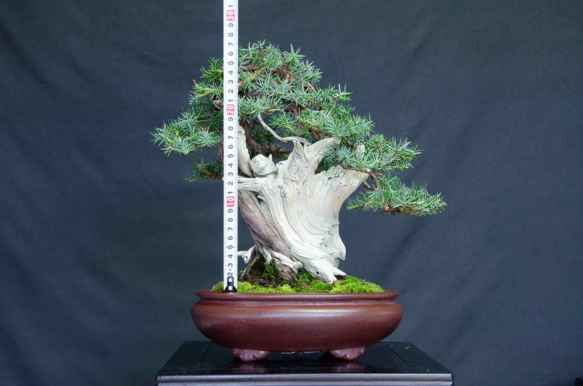 な*ず様 山採り　杜松　貴風盆栽 な*ず様 山採り 杜松 貴風盆栽 中品盆栽【杜松】