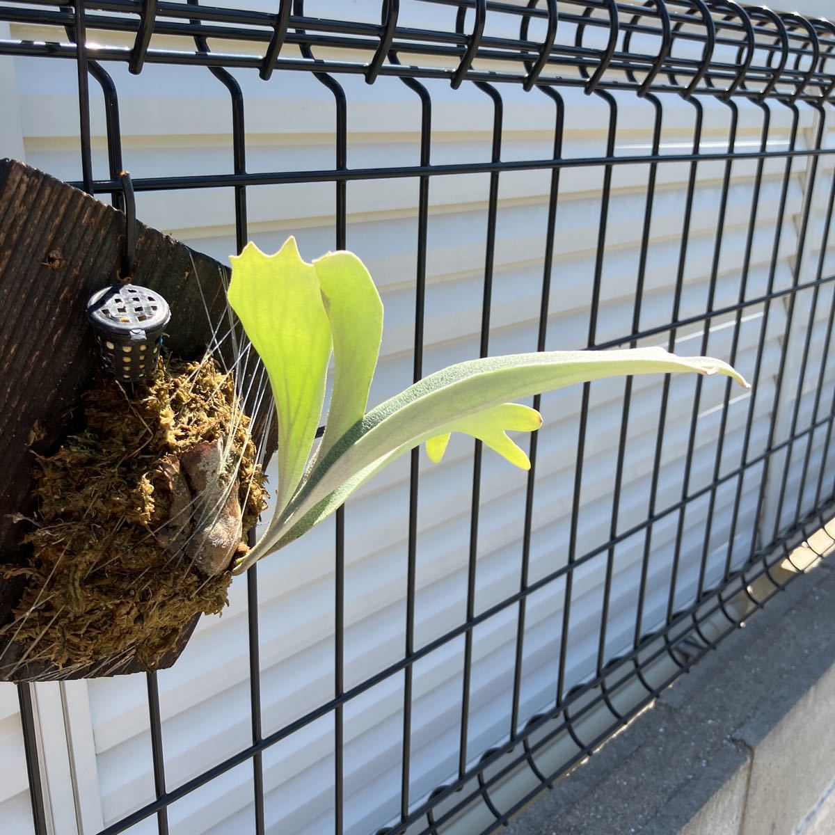 ビカクシダ #Veitchii Wild 子株 ビカクシダ wild 子株 OC (vp♯17