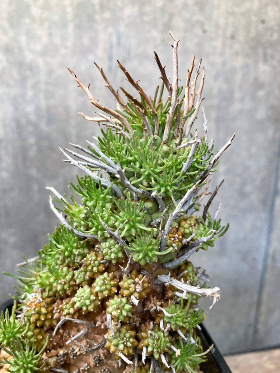 Euphorbia multiceps E328【大株・良形】ユーフォルビア ムルチセプス 多頭キリン GM437