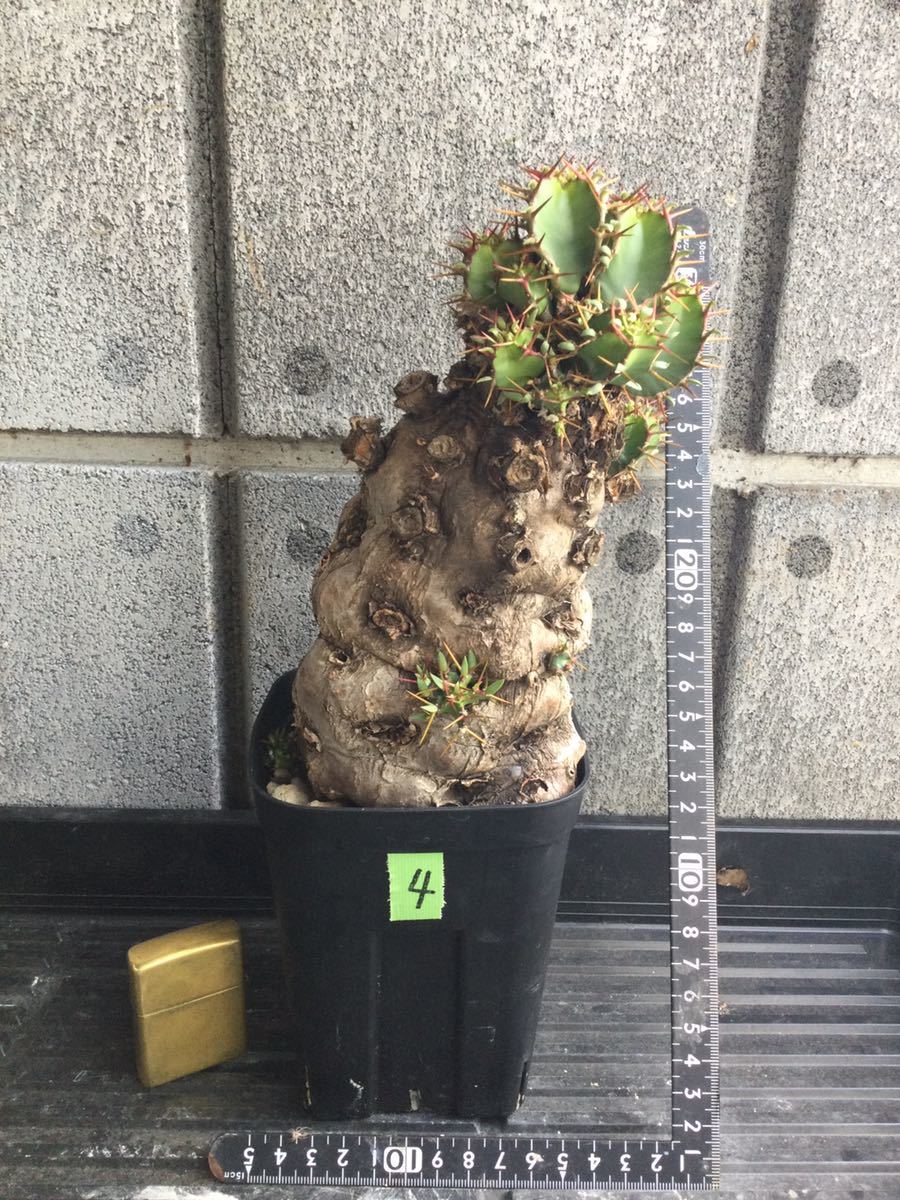 発根済】Euphorbia Mlangeana ユーフォルビア ムランジーナ 発根済現地