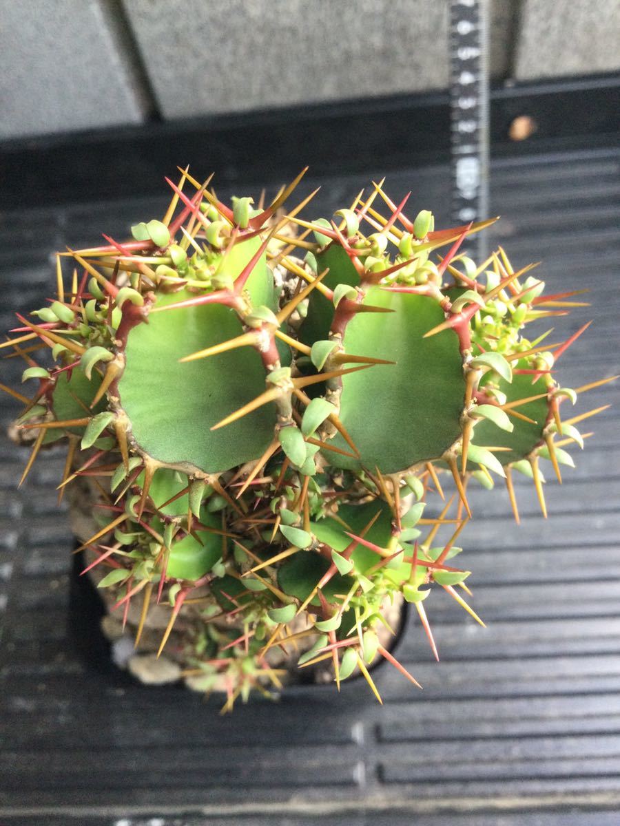 現品限りユーフォルビア・ムランジーナ 【発根済】Euphorbia Mlangeana