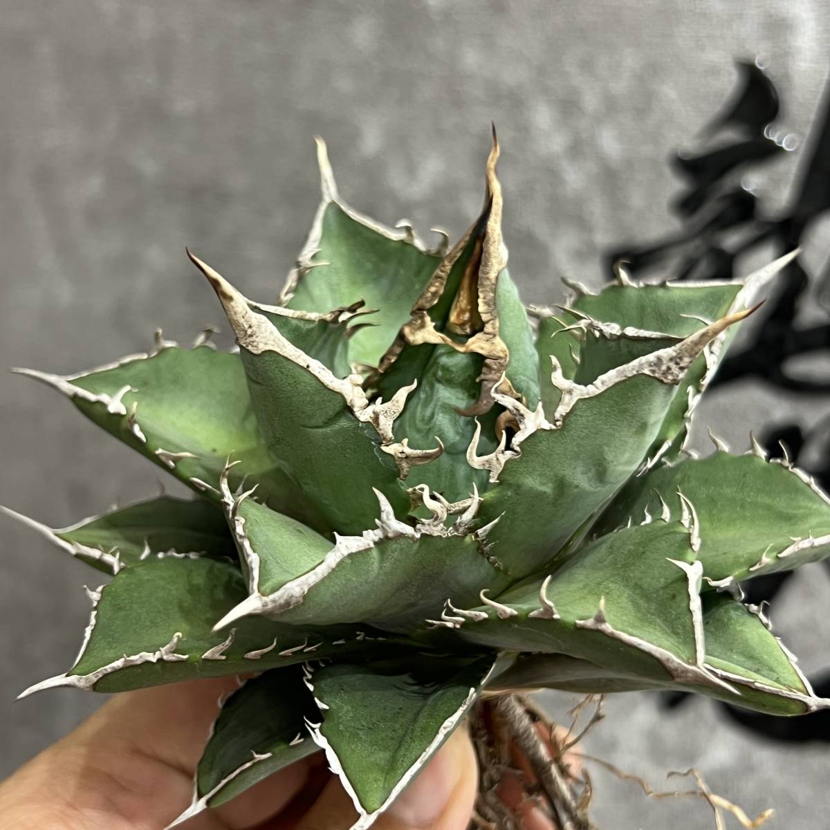 【龍園觀】①No.152 特選 アガベ 多肉植物 チタノタ 海王 強棘 極上株 激レア！