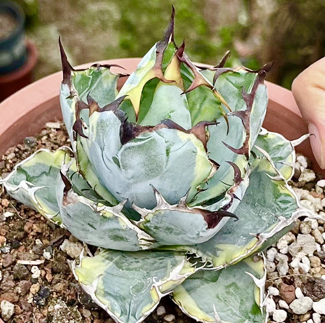 V69 貴重な希少種 アガベ 多肉植物 チタノタ BB ブラックダイヤモンド