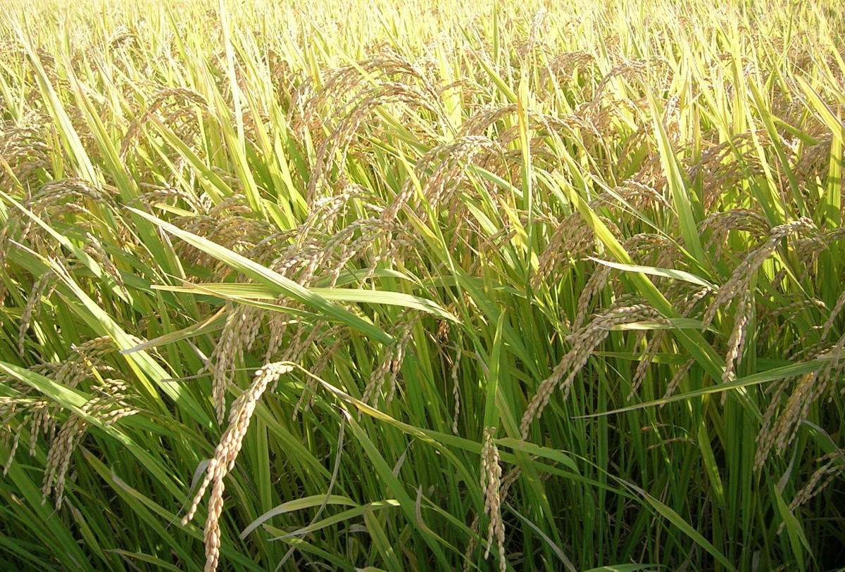 ☆　送料無料　 令和4年　 青森県産 　まっしぐら　　 玄米　　30kg