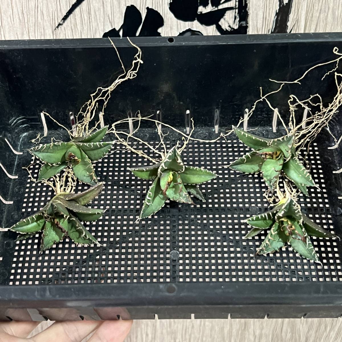 龍園觀】No.324 特選 アガベ 多肉植物 凱撒'SUPER CAESAR' シーザー 強