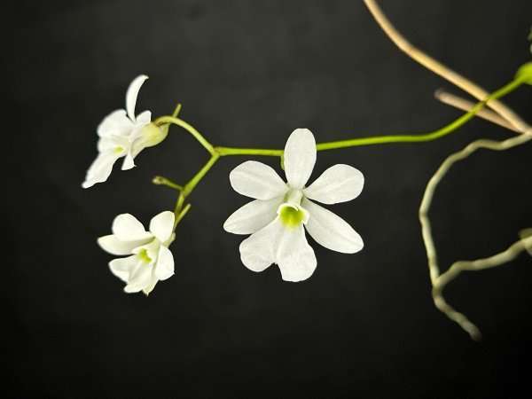 0 | Oeonia ボルクリス） 洋らん専門くろ 洋蘭原種 volucris