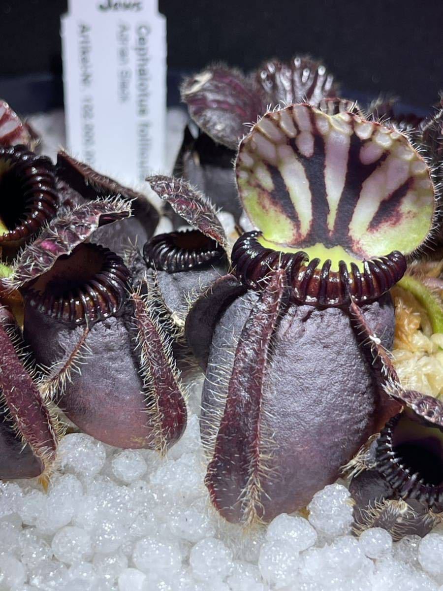 Cephalotus follicularis Cephalotus follicularis Adrian Slack GJ