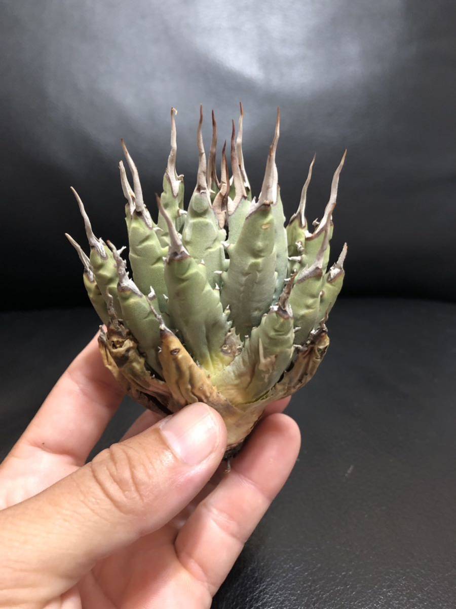 39 アガベ ユタエンシス　エボリスピナ　美株！