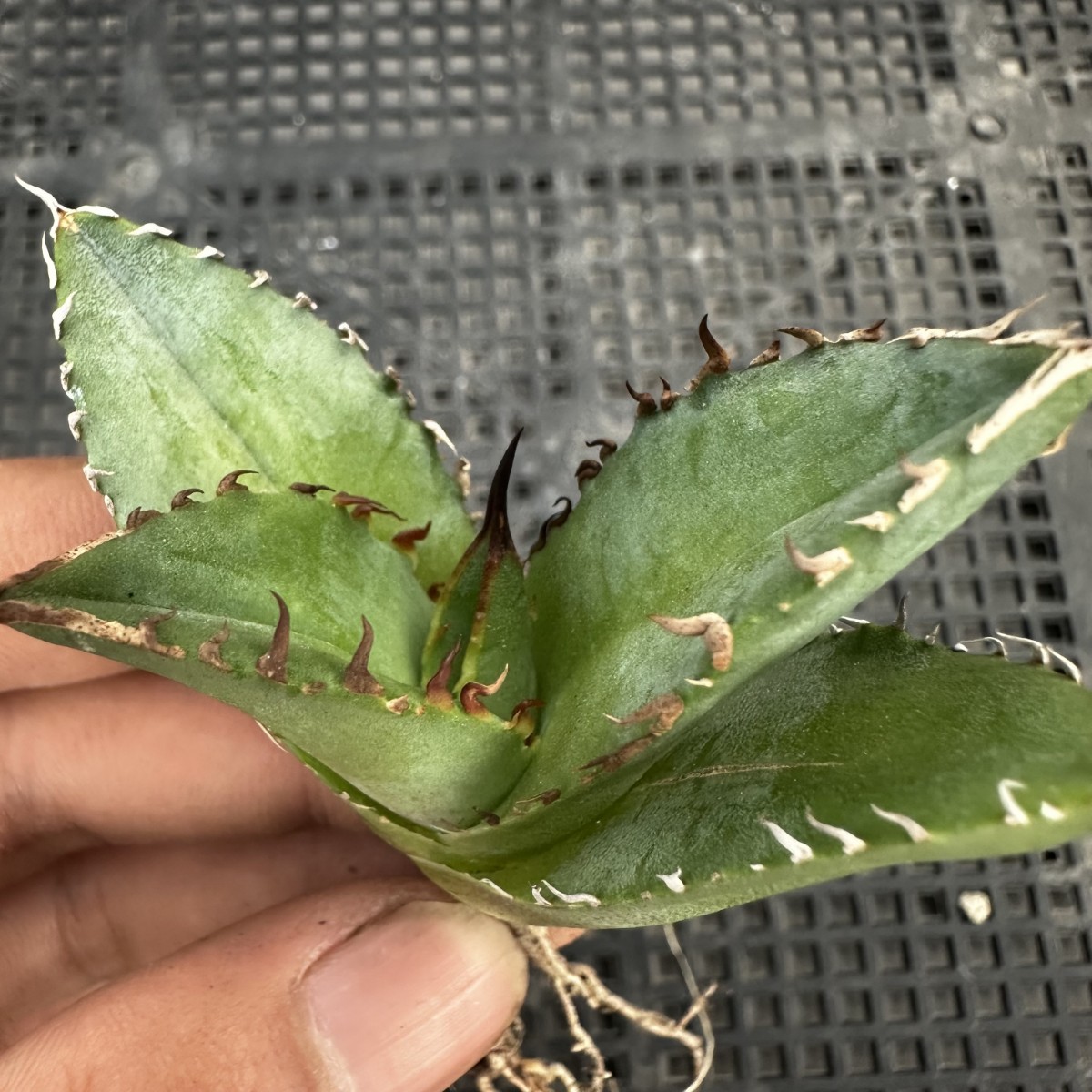 30N アガベ チタノタ 翼竜 プテラノドン 子株 agave titanota