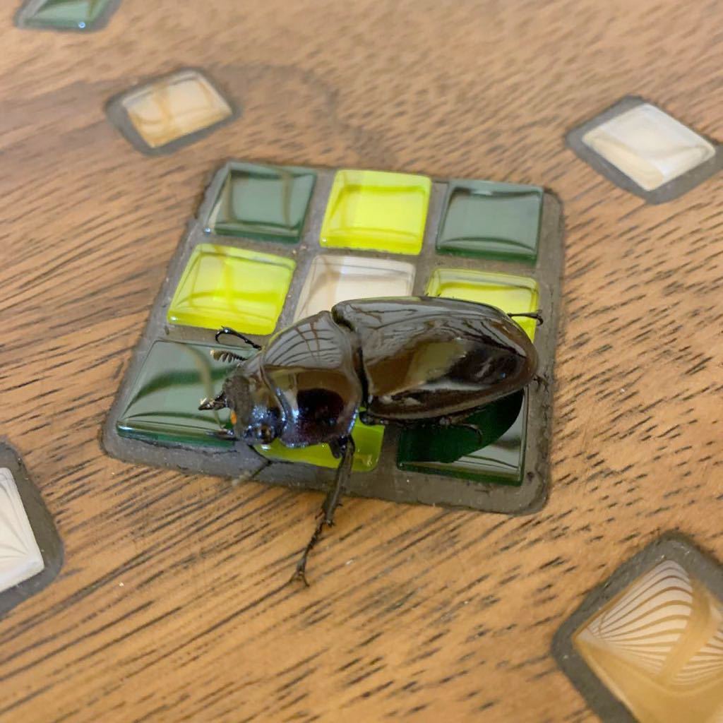 ☆【S/5】赤　レギウスオオツヤクワガタ　成虫　♀ 41mm単品　後食済み　☆