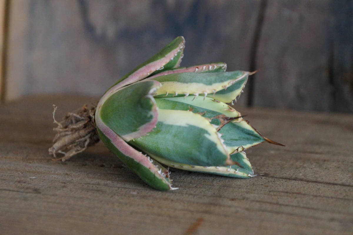 アガベ チタノタ スナグルトゥース Agave Titanota Snaggle Tooth No