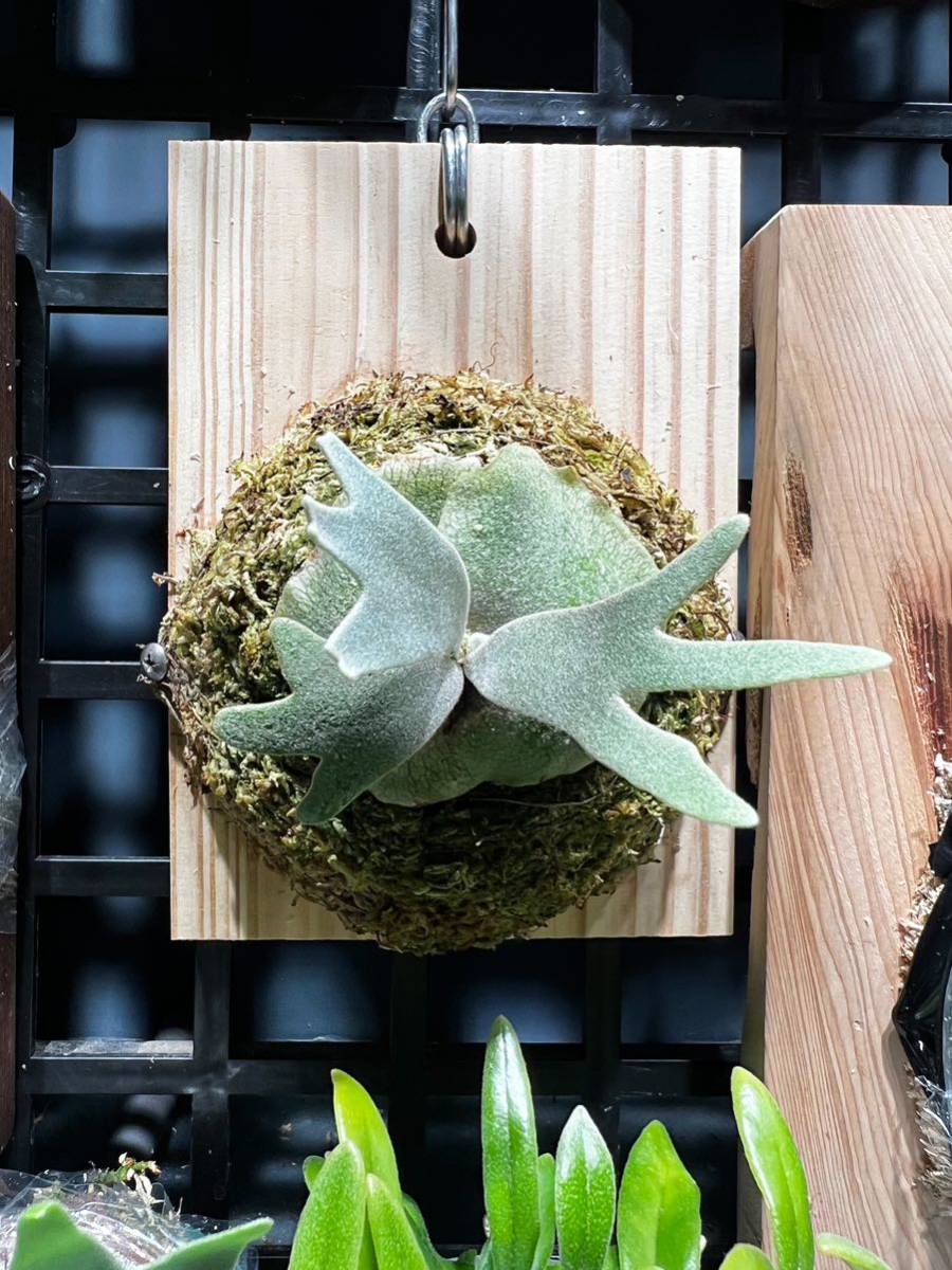 ビカクシダ dwarf jade girl P.Willinckii Jade Girl Spore ビカクシダ