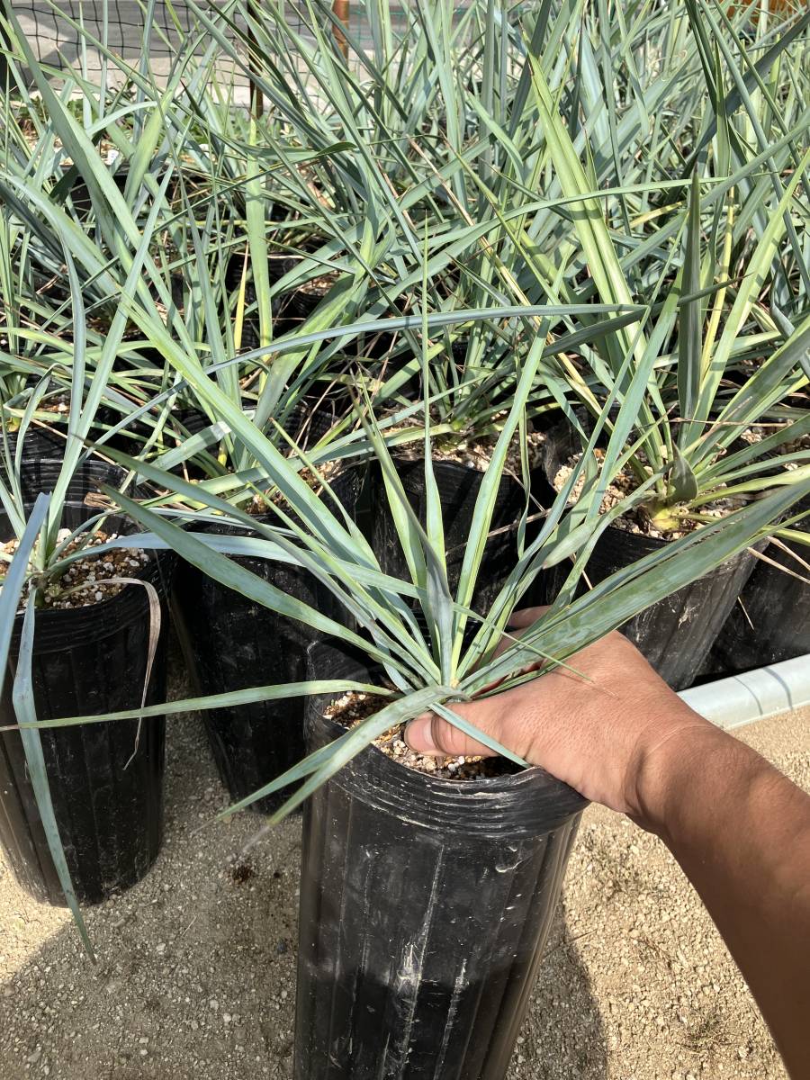 ユッカ　リギダ　2苗