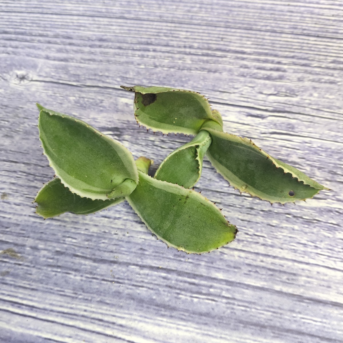 831アガベ チタノタ agave サルミアナ リップルエフェクト復輪錦 極上