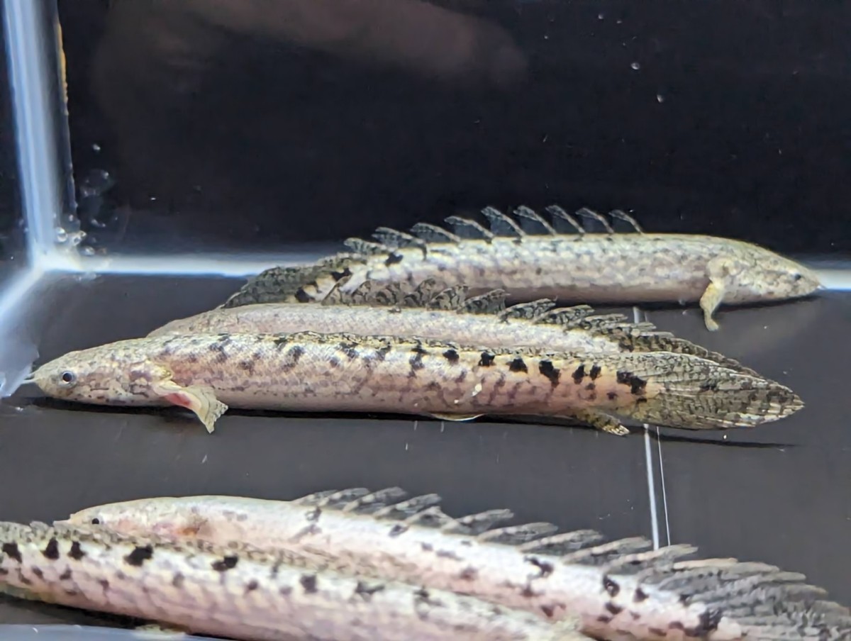 ☆2匹セット☆ ポリプテルス デルヘッジ 約8〜10cm デルヘジィ よく  